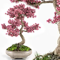 Beautiful Bonsai Potted Plant With Pink Flowers Twisted Trunk And Green Moss