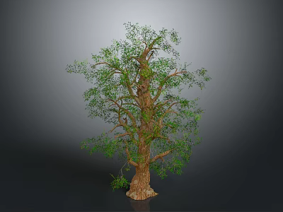 Tall Lush Tree with Thick Brown Trunk and Green Foliage in 3d model