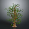 Tall Lush Tree with Thick Brown Trunk and Green Foliage in