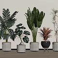 Various Potted Tropical Plants With Large Green Leaves In White Striped And Black Pots