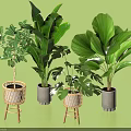 Various Indoor Potted Plants With Wicker And Cement Pots Large Green Leaves Home Decor