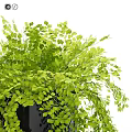 Premium Daily Cleansing Products Two Bottles in Black Tray with Green Fern Plant