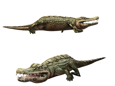 Realistic Aquatic Animal Crocodile Models With Detailed Skin And Open Mouth 3d model