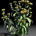 Lush Green Leaf Shrub With Bright Yellow Flowers And Long Stems