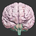 Detailed 3D Rendering of Human Brain Anatomy With Pinkish Gray Texture