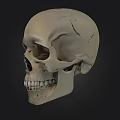 Detailed Human Skull Anatomical Model With Visible Teeth And Front View 3d model