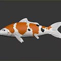 Orange White and Black Koi Fish With Reflection on Dark Surface 3d model