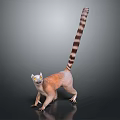Orange And White Lemur With Long Striped Tail And Yellow Eyes Standing On Dark Background