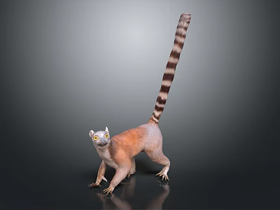 Orange And White Lemur With Long Striped Tail And Yellow Eyes Standing On Dark Background 3d model