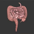 Human Intestinal Digestive System 3D Anatomical Model With Small And Large Intestines 3d model