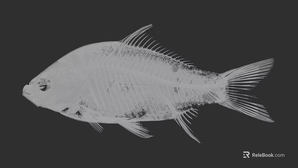 Anatomical View of Fish Skeleton Showing Aquatic Animal Bone Structure 3d model 