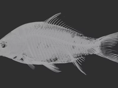 Anatomical View of Fish Skeleton Showing Aquatic Animal Bone Structure 3d model