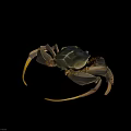 Aquatic Crab with Yellow Claws Blueish Gray Body and Long Legs