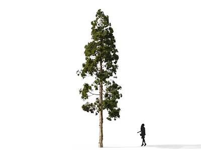 Tall Arbor With Lush Green Foliage Standing Near Person On White Background 3d model
