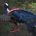 Colorful Bird With Red Head Black Body And Red White Wings In Natural Habitat