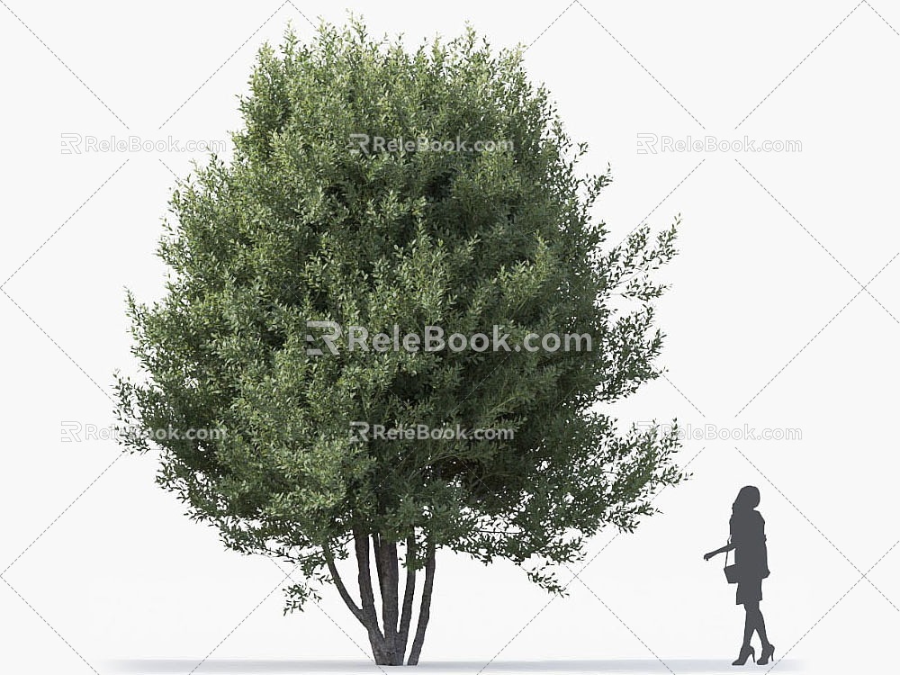 Pine Tree Pine Cedar Tree Syrian Pine Roadside Tree Street Tree Community Greening Green Planting Landscape Tree Park Tree Landscaping Ornamental Tree Deep Mountain Old 3d model