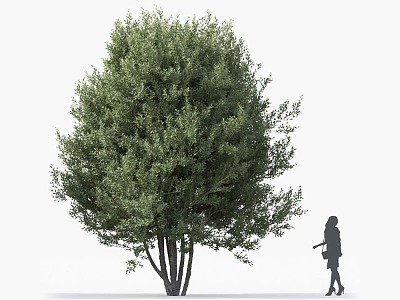 Pine Tree Pine Cedar Tree Syrian Pine Roadside Tree Street Tree Community Greening Green Planting Landscape Tree Park Tree Landscaping Ornamental Tree Deep Mountain Old 3d model