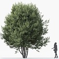 Pine Tree Pine Cedar Tree Syrian Pine Roadside Tree Street Tree Community Greening Green Planting Landscape Tree Park Tree Landscaping Ornamental Tree Deep Mountain Old 3d model