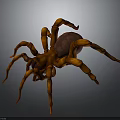 Orange Spider with Large Body and Jointed Legs on Gray Background