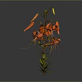 Orange Lily Plant With Blooms Buds Green Stems Leaves Against Gray Background