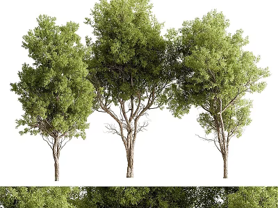 Lush Green Arbor Trees With Tall Trunks And Dense Foliage In Natural Scene 3d model