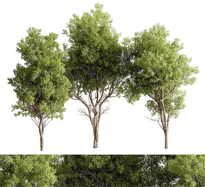 Lush Green Arbor Trees With Tall Trunks And Dense Foliage In Natural Scene 3d model