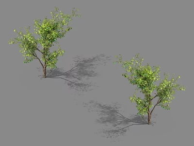 Two Arbor Trees With Green Leaves Brown Trunk And Shadows On Gray Background 3d model