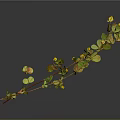 Green Leaf Plant With Yellow Small Flowers And Red Stems On Dark Background