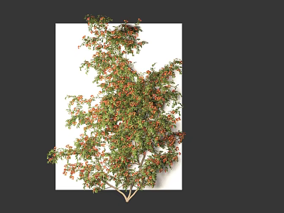 Modern Campsis Tree Vine Climbing Wall Plant Creeper 3d model