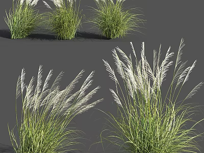 Decorative Ornamental Plant Arrangement with Green Foliage and White Plumes for Home Decor 3d model