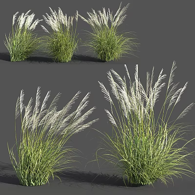 Decorative Ornamental Plant Arrangement with Green Foliage and White Plumes for Home Decor 3d model