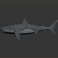 Modern shark great white shark whale shark hammerhead shark 3d model