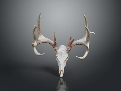 Artistic Deer Skull With Large Antlers And White Bone On Gray Background 3d model