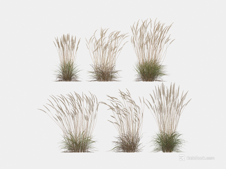 Ornamental Grasses in Various Natural Forms with Slender Green and Light Brown Leaves 3d model 