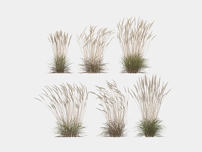 Flowers and plants landscape grass weeds dead grass weeds model