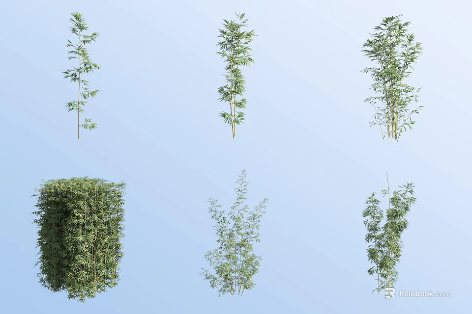 Various Bamboo Plants With Different Heights And Upright Clumping Growth 3d model