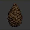 Natural Brown Pine Cone With Scaly Texture Isolated On Gray Background