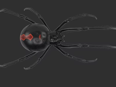 Black Reptile With Red Abdominal Markings In Close Up View On Dark Background 3d model
