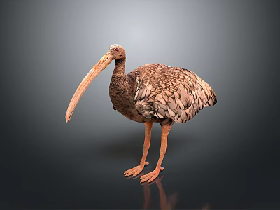 Realistic Brown Bird with Long Beak in Standing Posture on Dark Background 3d model