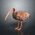 Realistic Brown Bird with Long Beak in Standing Posture on Dark Background 3d model