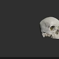 Realistic White Human Skull Model Showing Detailed Anatomical Bone Structure