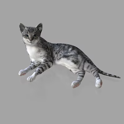 tabby cat kitten cute cat 3d model tabby cat kitten cute cat 3d model