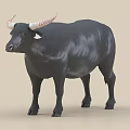 Majestic Black Bull With White Curved Horns Standing In Isolated Light Background