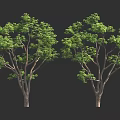 Two Detailed Green Trees With Lush Foliage Against Black Background