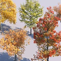 Colorful Deciduous Trees with Yellow Green Orange Red and Brown Autumn Leaves