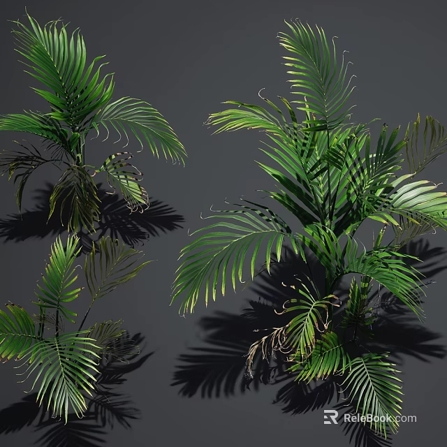 Green Palm Plants With Large Leaves And Shadows On Gray Background 3d model 