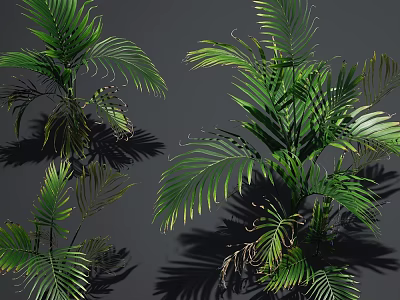 Green Palm Plants With Large Leaves And Shadows On Gray Background 3d model