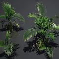 Green Palm Plants With Large Leaves And Shadows On Gray Background