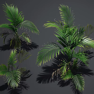 Green Palm Plants With Large Leaves And Shadows On Gray Background 3d model