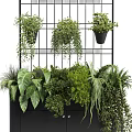 Bonsai Potted Plants Display With Lush Green Foliage In Black Cabinet And Metal Rack